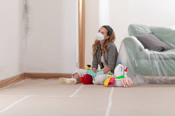Reliable Mold Removal contractor in Elmhurst, IL by WQB Mold Removal